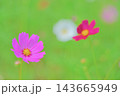 美しいボケ味が広がるコスモスの花畑の背景素材 143665949