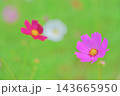 美しいボケ味が広がるコスモスの花畑の背景素材 143665950