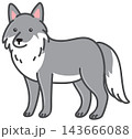 Cute Grey Wolf Vector Doodle Illustration Isolated on White Background 143666088