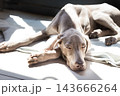 Close-up view of a sleek Weimaraner dog lying on a blanket on the floor with its head resting on its paws, looking directly at the camera while sunbathing in a bright patch of sunlight 143666264