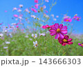 満開のコスモスと青空の爽やかな風景、自然・植物のイメージ 143666303
