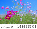 満開のコスモスと青空の爽やかな風景、自然・植物のイメージ 143666304
