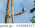 青空と木の枝に佇むキジバト 143666317