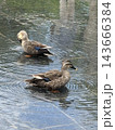 水浴びするカモ 143666384