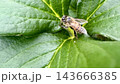 葉にとまるミツバチ 143666385