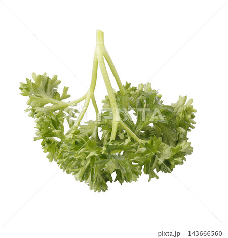 Curly Parsley is a leafy herb that grows like a small shrub isolated on a white background Curly Parsley is a leafy herb that grows like a small shrub isolated on a white background 143666560