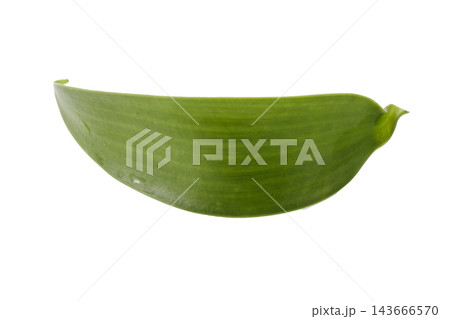 leaves of vanilla orchid plant isolated on a white background 143666570