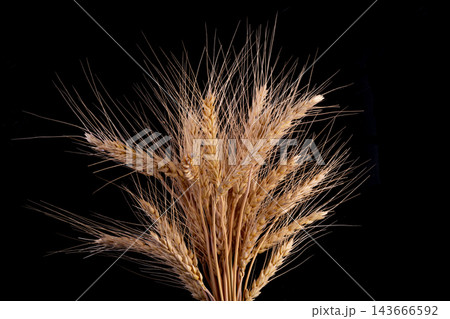 Barley Rice Isolated On a black Background Barley Rice Isolated On a black Background 143666592