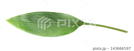 Ginger and ginger leaves isolated on white background 143666597