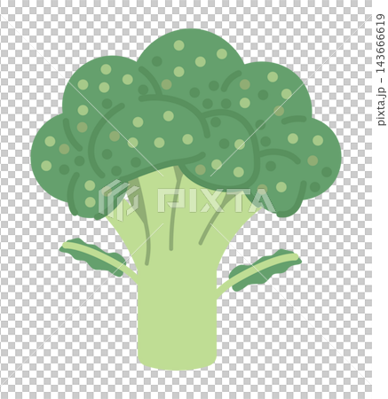 ブロッコリーのイラスト ブロッコリーのイラスト 143666619