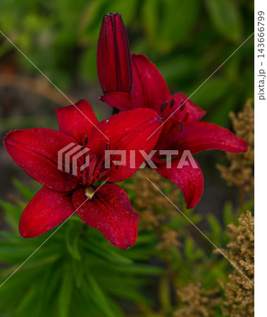Red flowers bloom in a garden during the day 143666799
