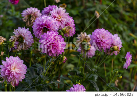 Bright purple flowers bloom in a garden during daytime Bright purple flowers bloom in a garden during daytime 143666828