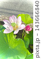水瓶の中の蓮の花 143666840