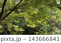 新緑のモミジ 143666841