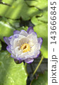 薄紫色の蓮の花 143666845