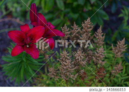 Flowers bloom in garden during daytime with greenery around Flowers bloom in garden during daytime with greenery around 143666853