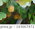 キウイの実が成長する様子 キウイの実が成長する様子 143667472