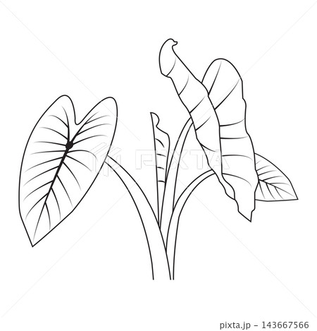 Black and white line art vector illustration of a taro plant leaf 143667566