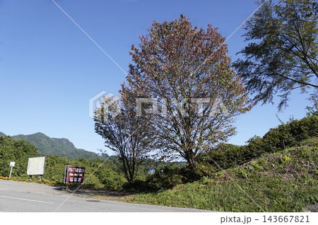 長野県小川村の県道沿いにあるアルプス展望台駐車場から広場への案内板と少し紅葉を始めた樹々 長野県小川村の県道沿いにあるアルプス展望台駐車場から広場への案内板と少し紅葉を始めた樹々 143667821