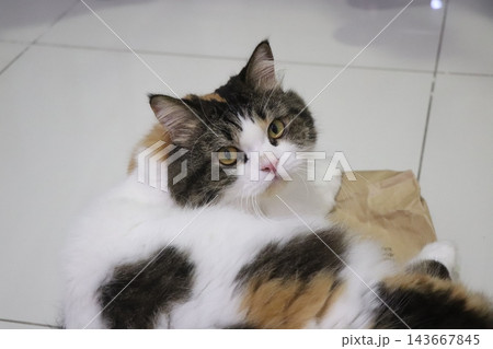 紙袋の上でくつろぎこちらを見つめる猫 紙袋の上でくつろぎこちらを見つめる猫 143667845