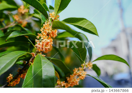 秋晴れの日　綺麗に咲いた街路樹として植えられている金木犀の花 143667866