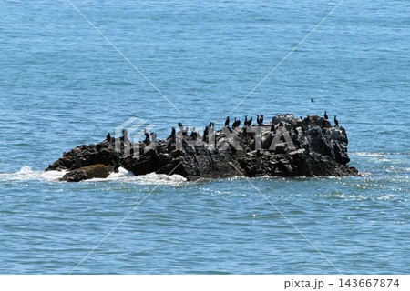 北海道納沙布岬の海で見た海岸の岩の小島で休むウミウの風景 北海道納沙布岬の海で見た海岸の岩の小島で休むウミウの風景 143667874