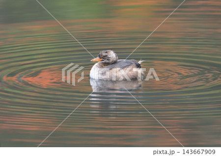 秋の池に残ったカイツブリの幼鳥 143667909