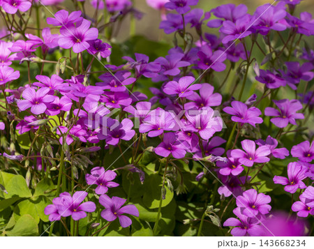 花壇に咲いたイモカタバミの花 143668234