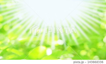 新緑 木洩れ日 16:9 新緑 木洩れ日 16:9 143668336