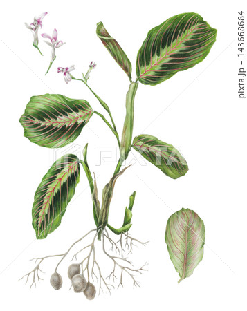 Detailed hand-drawn colored pencil botanical illustration of a Maranta leuconeura var. tricolor plant with vibrant leaves and roots. Isolated transparent PNG plant art. 143668684