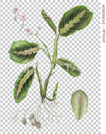 Detailed hand-drawn colored pencil botanical illustration of a Maranta leuconeura var. tricolor plant with vibrant leaves and roots. Isolated transparent PNG plant art. 143668684
