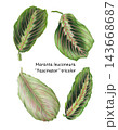 Set of four hand-drawn colored pencil Maranta leuconeura Fascinator tricolor leaves with pink veins. Isolated transparent PNG botanical clip art collection on white. 143668687