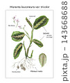 Detailed botanical educational poster of Maranta leuconeura var. tricolor with anatomical labels, colored pencil art, leaves and flowers. Isolated transparent PNG illustration. 143668688