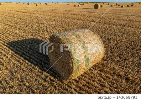 Bales are scattered across a golden field under a bright sky, showcasing the beauty of rural agriculture at sunset Bales are scattered across a golden field under a bright sky, showcasing the beauty of rural agriculture at sunset 143668793