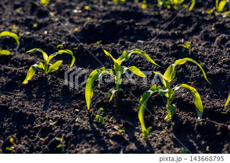 Young corn sprouts stretch upwards, emerging from the fertile soil, basking in the gentle sunlight of a vibrant spring day Young corn sprouts stretch upwards, emerging from the fertile soil, basking in the gentle sunlight of a vibrant spring day 143668795