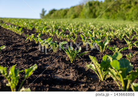 In a sunny field, young sugar beets grow steadily, their lush leaves reaching upward as they bask in warm sunlight 143668808