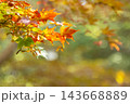 鮮やかな紅葉 143668889