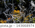 紅葉背景と流れる水 143668974