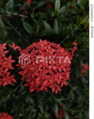 Vibrant Red Ixora Coccinea Flower Cluster in Low Light Garden 143669329
