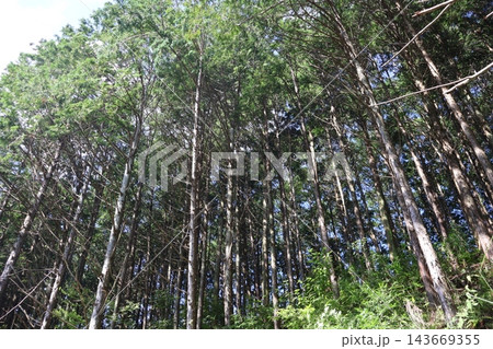 こもれ陽感じる緑の木々の森の山と青空の風景 143669355