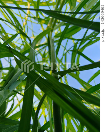 Green Grass Blades Growing Against Blue Sky 143669463