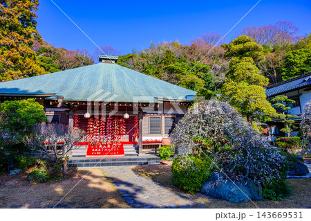 冬の二宮町知足寺で快晴の朝にひな人形と吊るし雛が飾られた本堂と開花が進む梅の木を捉えた新春風景 冬の二宮町知足寺で快晴の朝にひな人形と吊るし雛が飾られた本堂と開花が進む梅の木を捉えた新春風景 143669531