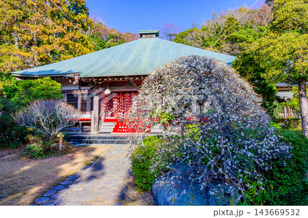 冬の二宮町知足寺で快晴の朝にひな人形と吊るし雛が飾られた本堂と開花が進む梅の木を捉えた新春風景 143669532