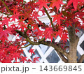西条の秋　赤い紅葉となまこ壁（東広島市西条町） 143669845