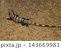 Spiny tailed iguana resting on ground in natural habitat 143669981