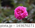 濃いピンクのバラ 143670271