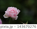 緑の中に映える秋バラ 143670276