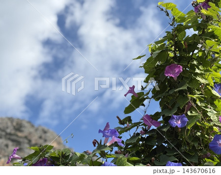 Purple flowers and green foliage against blue sky with rugged mountain landscape and bright clouds Purple flowers and green foliage against blue sky with rugged mountain landscape and bright clouds 143670616