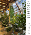 Lush indoor garden with potted tropical plants beneath glass skylights and warm architectural lighting Lush indoor garden with potted tropical plants beneath glass skylights and warm architectural lighting 143670624