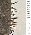 Close-up of thorny tree trunk with sharp spines against pale neutral background and copy space Close-up of thorny tree trunk with sharp spines against pale neutral background and copy space 143670625